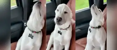 Perro labrador se 'muere' de sueño, pero lucha por ser buen copiloto con su humano Perro labrador se 'muere' de sueño, pero lucha por ser buen copiloto con su humano