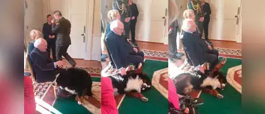 Perro del presidente de Irlanda enternece a miles al buscar el cariño de su amo Perro del presidente de Irlanda enternece a miles al buscar el cariño de su amo
