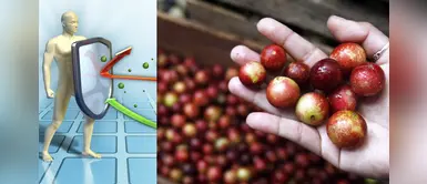 Coronavirus: conoce las propiedades del camu camu para fortalecer tu sistema inmunológico Coronavirus: conoce las propiedades del camu camu para fortalecer tu sistema inmunológico