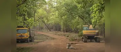 La triste imagen del tigre que no logra salvar su casa a pesar que luchó contra excavadoras La triste imagen del tigre que no logra salvar su casa a pesar que luchó contra excavadoras