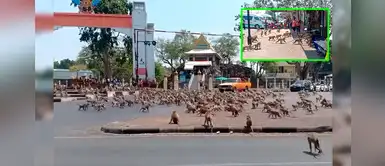 Tailandia: Centenar de monos buscan alimento en las calles tras ausencia de turistas por covid-19 Tailandia: Centenar de monos buscan alimento en las calles tras ausencia de turistas por covid-19