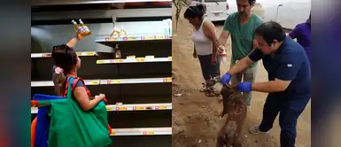 Veterinaria pide disminuir los precios de productos de higiene para curar a las mascotas Veterinaria pide disminuir los precios de productos de higiene para curar a las mascotas