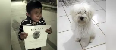 Niño muy triste recorre las calles de su ciudad buscando a su perro perdido Niño muy triste recorre las calles de su ciudad buscando a su perro perdido