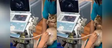 Gata asiste a su primera ecografía junto a su dueña y se entera que espera 4 bebés Gata asiste a su primera ecografía junto a su dueña y se entera que espera 4 bebés