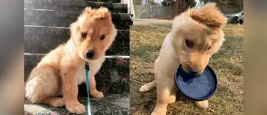 Rae, el hermoso perro unicornio que se robó el corazón de miles Rae, el hermoso perro unicornio que se robó el corazón de miles