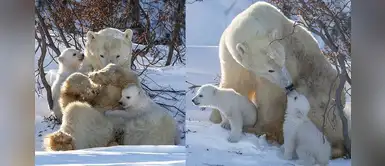 La hermosa imagen de una mamá oso dándole un beso a su cría La hermosa imagen de una mamá oso dándole un beso a su cría