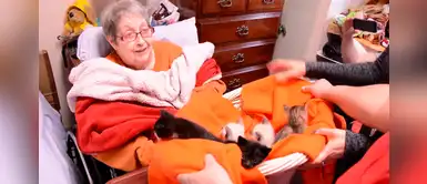 Abuelita con enfermedad terminal tiene un último deseo: Una cesta llena de gatos Abuelita con enfermedad terminal tiene un último deseo: Una cesta llena de gatos
