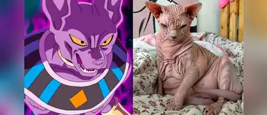 Conoce a Xherdan, el gato de raza Sphynx que es comparado con ‘Bills’ de Dragon Ball Conoce a Xherdan, el gato de raza Sphynx que es comparado con ‘Bills’ de Dragon Ball