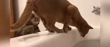 Gato malvado le juega una terrible broma a su despistado hermano cerca de la bañera Gato malvado le juega una terrible broma a su despistado hermano cerca de la bañera
