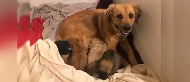 Perro abandonado iba a ser sacrificado, pero una señora logró rescatarlo a tiempo Perro abandonado iba a ser sacrificado, pero una señora logró rescatarlo a tiempo