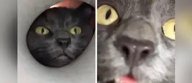 Hambriento gato siberiano se pelea con el rollo de papel higiénico por un trozo de pollo Hambriento gato siberiano se pelea con el rollo de papel higiénico por un trozo de pollo