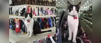 Gato enamoraba a los clientes de zapatería y lo contratan como “gerente” Gato enamoraba a los clientes de zapatería y lo contratan como “gerente”
