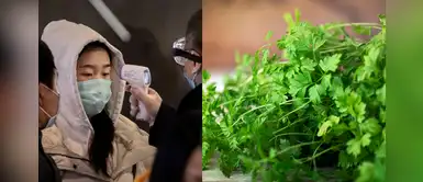 Coronavirus en Perú: El perejil, un superalimento para reforzar nuestro sistema inmunológico Coronavirus en Perú: El perejil, un superalimento para reforzar nuestro sistema inmunológico