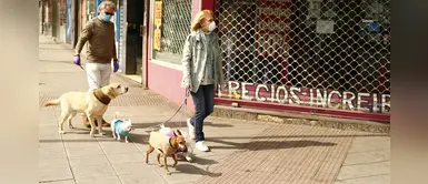 Estado de emergencia: ¿Puedo sacar a mi mascota a hacer sus necesidades? Estado de emergencia: ¿Puedo sacar a mi mascota a hacer sus necesidades?