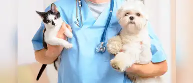 Coronavirus en Perú: ¿Puedo llevar a mi mascota al veterinario durante la cuarentena? Coronavirus en Perú: ¿Puedo llevar a mi mascota al veterinario durante la cuarentena?