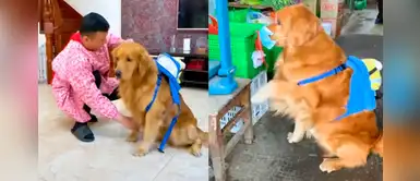 Golden retriever realiza las compras del hogar porque su dueño no puede salir por cuarentena Golden retriever realiza las compras del hogar porque su dueño no puede salir por cuarentena