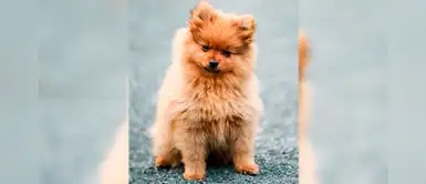 Hong Kong: Muere el primer perro que había dado positivo por covid-19 a los 17 años Hong Kong: Muere el primer perro que había dado positivo por covid-19 a los 17 años