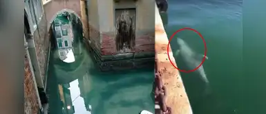 Coronavirus: Peces, delfines y cisnes retornan a Venecia tras falta de turistas Coronavirus: Peces, delfines y cisnes retornan a Venecia tras falta de turistas