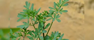 Conoce los beneficios medicinales y usos importantes de la ruda Conoce los beneficios medicinales y usos importantes de la ruda