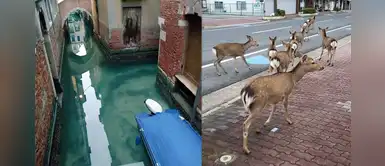 Imágenes revelan lo agradecida que está la naturaleza tras ausencia de turistas Imágenes revelan lo agradecida que está la naturaleza tras ausencia de turistas