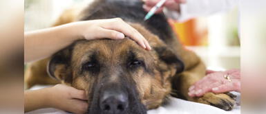 Coronavirus: Medios indican que Pastor alemán tendría Covid-19, pero OMS descarta contagio Coronavirus: Medios indican que Pastor alemán tendría Covid-19, pero OMS descarta contagio