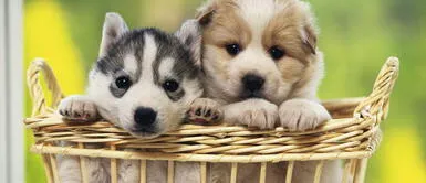 Coronavirus: Animal Planet emitirá programa de cachorritos por 94 horas Coronavirus: Animal Planet emitirá programa de cachorritos por 94 horas