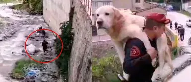 Apurímac: Valiente policía arriesga su vida para salvar a perro que cayó al río Colcaque Apurímac: Valiente policía arriesga su vida para salvar a perro que cayó al río Colcaque
