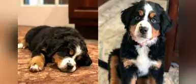 Cachorro es contratado por una funeraria para dar consuelo a las familias afligidas Cachorro es contratado por una funeraria para dar consuelo a las familias afligidas