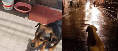 Animalistas piden dar comida y agua a perros sin hogar por cuarentena en Perú Animalistas piden dar comida y agua a perros sin hogar por cuarentena en Perú