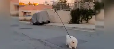Hombre tiene una ingeniosa forma de pasear a su perro en cuarentena: utilizando un drone Hombre tiene una ingeniosa forma de pasear a su perro en cuarentena: utilizando un drone