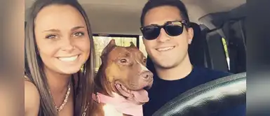 Pitbull que fue rescatado con las orejas cortadas logra ser adoptado por una pareja Pitbull que fue rescatado con las orejas cortadas logra ser adoptado por una pareja