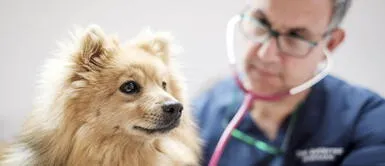¿Por qué es importante cuidar a nuestros perros durante la pandemia del coronavirus? ¿Por qué es importante cuidar a nuestros perros durante la pandemia del coronavirus?
