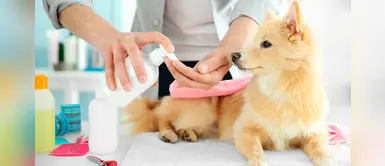 Coronavirus en Perú: ¿Cómo mantener limpio a mi mascota durante la cuarentena? Coronavirus en Perú: ¿Cómo mantener limpio a mi mascota durante la cuarentena?