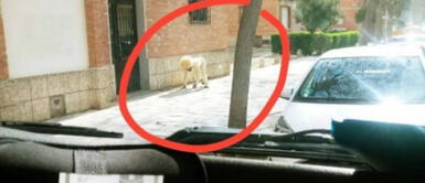 Hombre se disfraza y camina como perro para salir durante la cuarentena Hombre se disfraza y camina como perro para salir durante la cuarentena