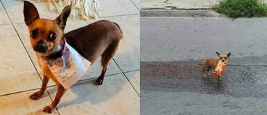 Joven envía a su perra a la tienda a comprar un snack durante la cuarentena en México Joven envía a su perra a la tienda a comprar un snack durante la cuarentena en México