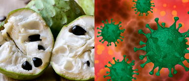 Chirimoya, la fruta ideal para reforzar el sistema inmune gracias a la vitamina C Chirimoya, la fruta ideal para reforzar el sistema inmune gracias a la vitamina C