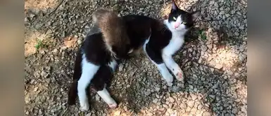 Gata decide adoptar un bebé mapache para cuidarlo ante la ausencia de su madre Gata decide adoptar un bebé mapache para cuidarlo ante la ausencia de su madre