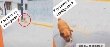 Perro es enviado a la tienda a comprar el pan para su dueña en medio de la cuarentena Perro es enviado a la tienda a comprar el pan para su dueña en medio de la cuarentena