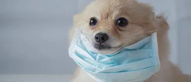 La OMS aclara que las mascotas no transmiten el coronavirus La OMS aclara que las mascotas no transmiten el coronavirus