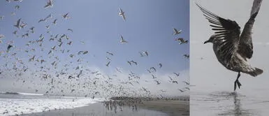 La hermosa vista de Agua Dulce durante la cuarentena: sin bañistas y llena de aves La hermosa vista de Agua Dulce durante la cuarentena: sin bañistas y llena de aves