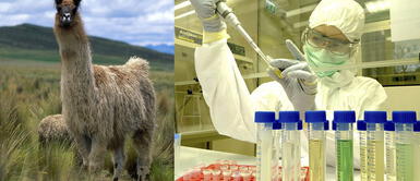 Coronavirus: Científicos revelan que la llama podría tener la cura contra el Covid-19 Coronavirus: Científicos revelan que la llama podría tener la cura contra el Covid-19