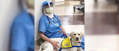 Susan Ryan sobre perra Wynn: "Ella nos ha salvado porque estamos muy estresados y ansiosos" Susan Ryan sobre perra Wynn: "Ella nos ha salvado porque estamos muy estresados y ansiosos"