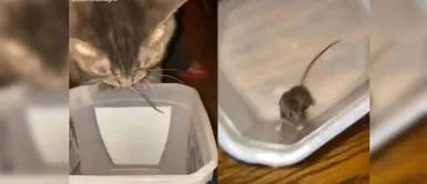 Gato es obligado arrojar a ratón que tenía en la boca y roedor tiene peculiar reacción Gato es obligado arrojar a ratón que tenía en la boca y roedor tiene peculiar reacción