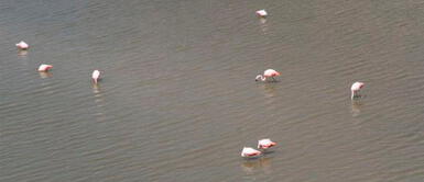 Piura: Reportan avistamiento de flamencos ante cuarentena en Perú Piura: Reportan avistamiento de flamencos ante cuarentena en Perú