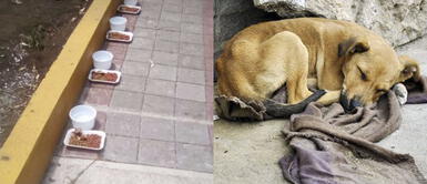 Instalan restaurante en la calle para que los perros coman y tomen agua durante la cuarentena Instalan restaurante en la calle para que los perros coman y tomen agua durante la cuarentena