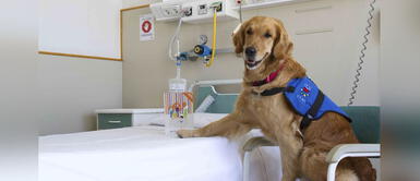 Coronavirus: Entrenarán a perros para que ayuden a detectar el Covid-19 Coronavirus: Entrenarán a perros para que ayuden a detectar el Covid-19