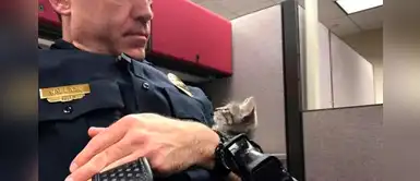Policía abandona su puesto de trabajo para rescatar a una gata huérfana sin hogar Policía abandona su puesto de trabajo para rescatar a una gata huérfana sin hogar