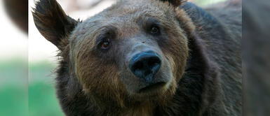 Denuncian el uso de bilis de osos tibetanos para tratamiento de pacientes con covid-19 Denuncian el uso de bilis de osos tibetanos para tratamiento de pacientes con covid-19