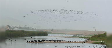 Aves, delfines y lobos marinos recuperar su territorio durante la cuarentena Aves, delfines y lobos marinos recuperar su territorio durante la cuarentena