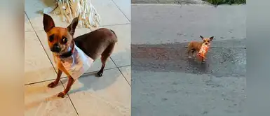 Hombre decide enviar a su chihuahua a la tienda para comprar una bolsa de Cheetos Hombre decide enviar a su chihuahua a la tienda para comprar una bolsa de Cheetos